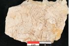 Foto (Detailansicht) von Hypnum sagorianum Ettingshausen (NHMW-GEO-2024-0188-6738)